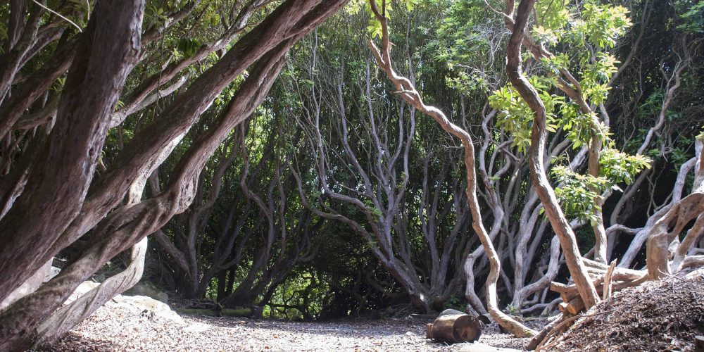 New Tree Trail at Portmeirion