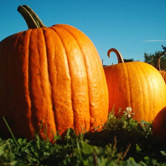 Halloween pumpkin trail