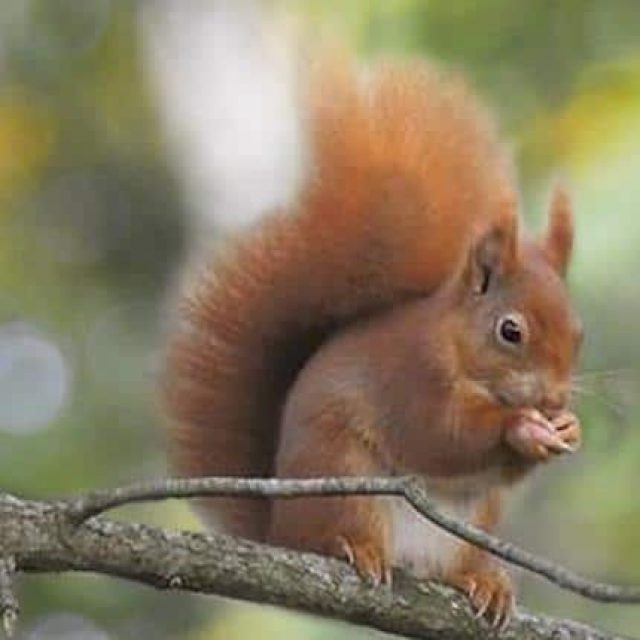 Squirrel Breakfasts