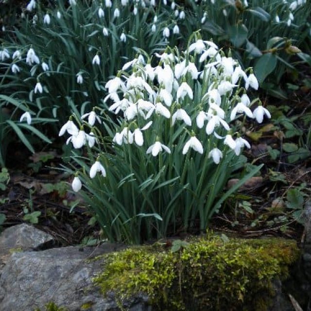 Plas Cadnant Hidden Gardens open for Snowdrops and Winter Planting