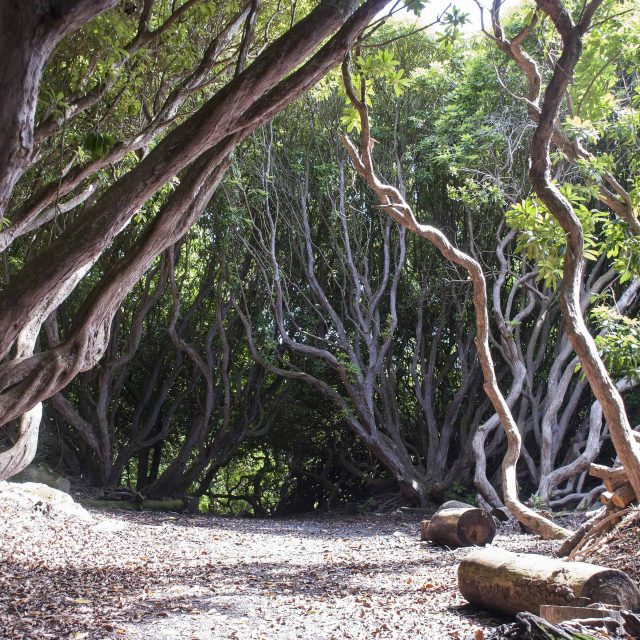 New Tree Trail at Portmeirion